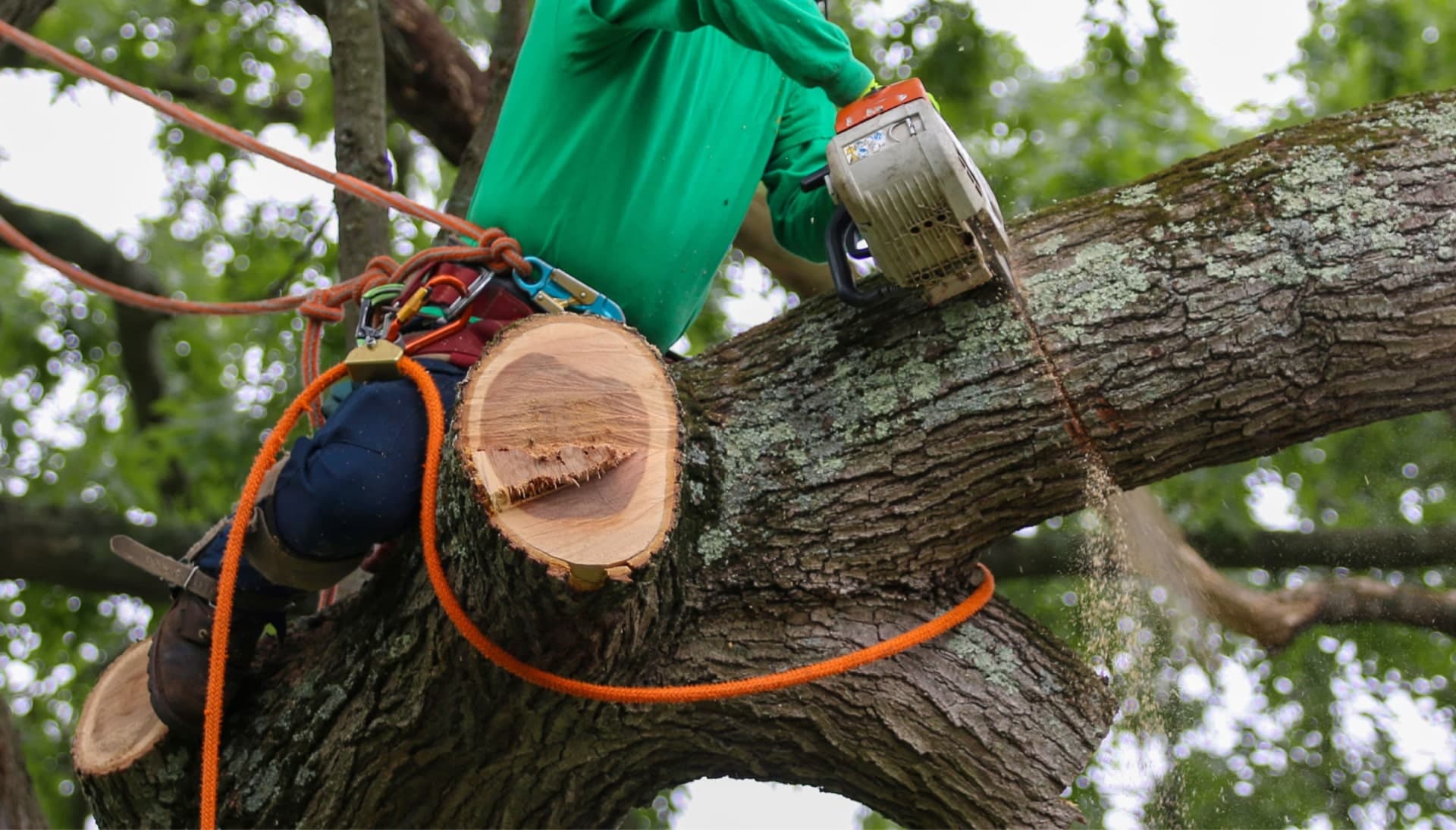 Relax with Livingston best tree removal.