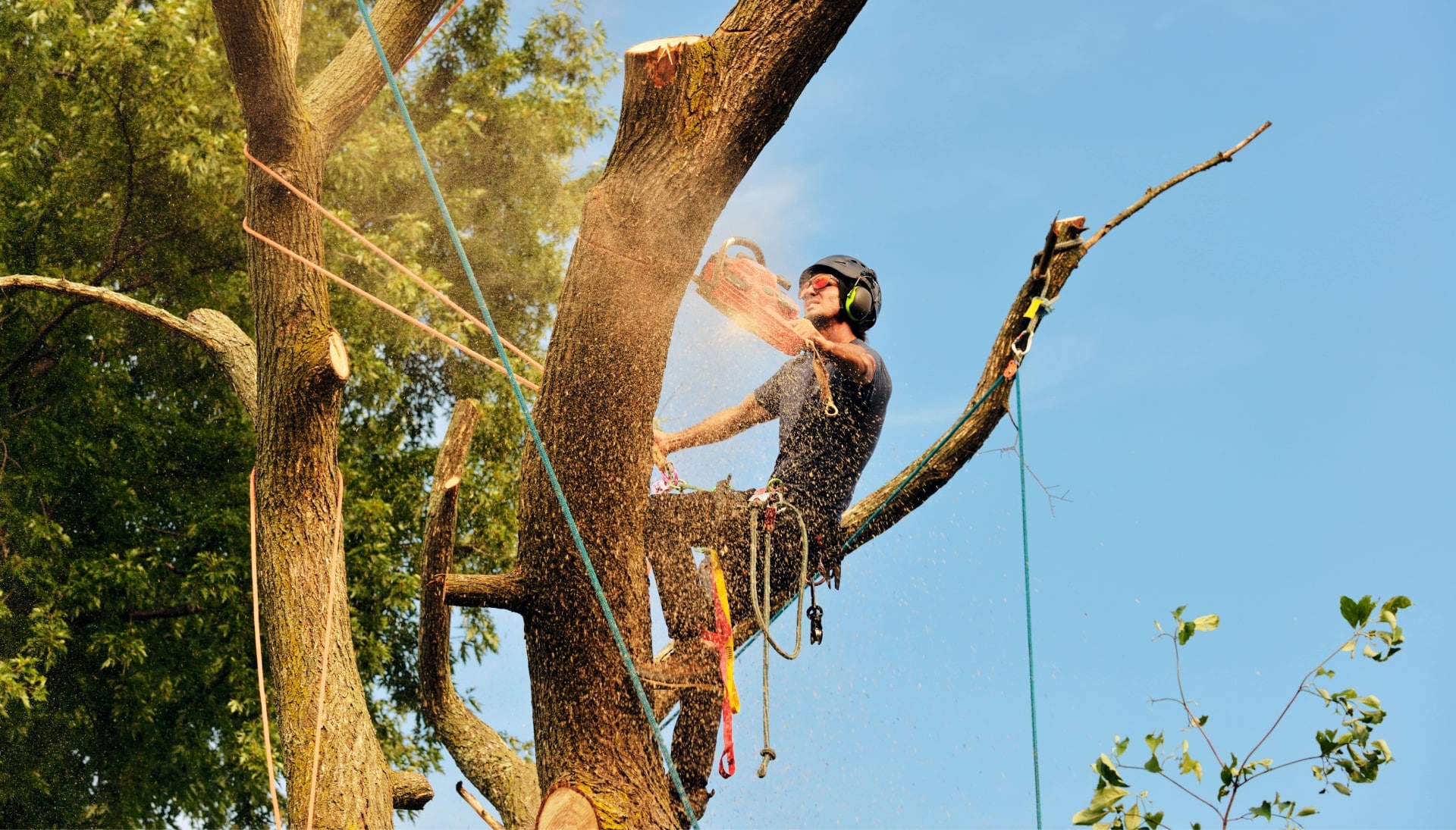 Livingston tree removal experts solve tree issues.