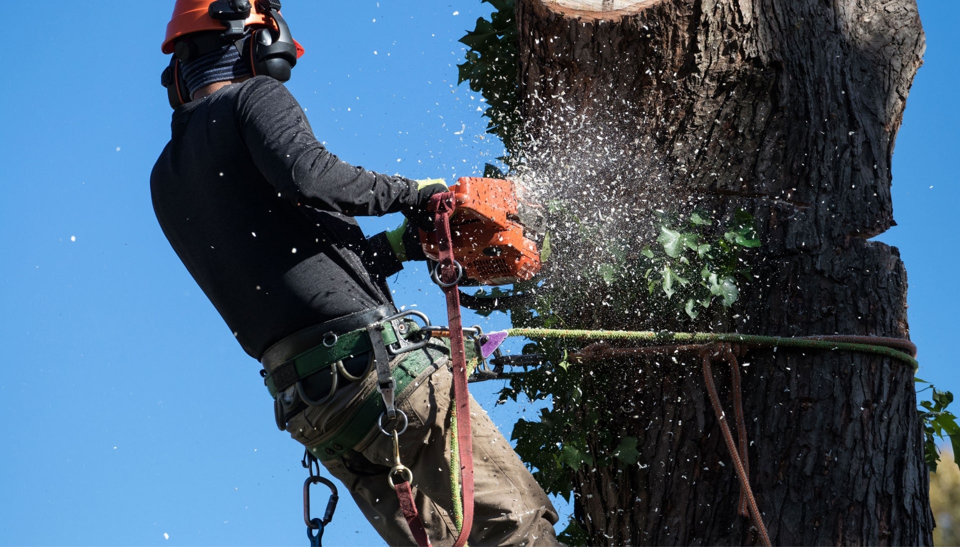 Professional Tree removal solutions in Livingston