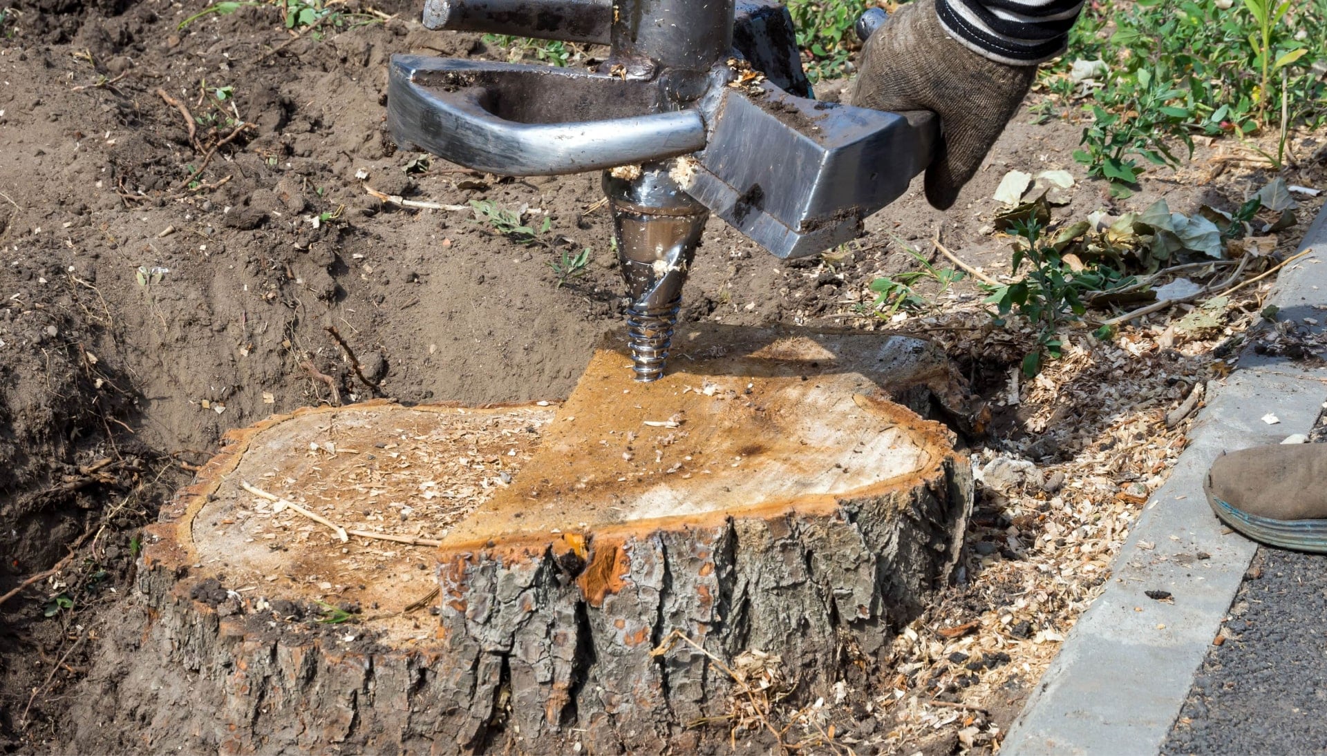 Livingston Tree stump removal